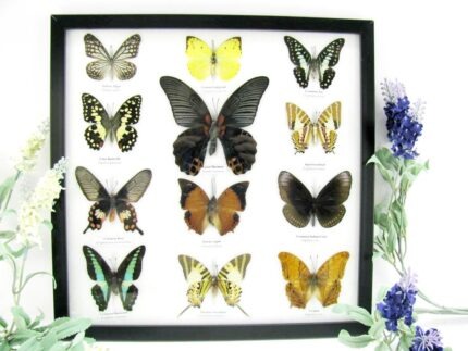 12 wunderschöne echte Schmetterlinge im schwarzen Rahmen als Wandbild - A-12-mor-07