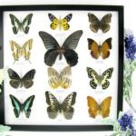 12 wunderschöne echte Schmetterlinge im schwarzen Rahmen als Wandbild - A-12-mor-08