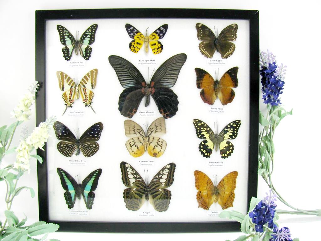 12 präparierte echte Schmetteringe im Set mor 08 a