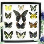 12 wunderschöne echte Schmetterlinge im schwarzen Rahmen als Wandbild - A-12-mor-10