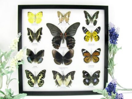 12 wunderschöne echte Schmetterlinge im schwarzen Rahmen als Wandbild - A-12-mor-10