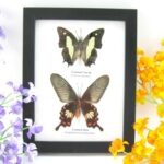 2 wunderschöne echte Schmetterlinge im Rahmen als Wandbild - A-02-h-02