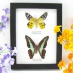 2 wunderschöne echte Schmetterlinge im Rahmen als Wandbild - A-02-h-03