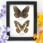 2 wunderschöne echte Schmetterlinge im Rahmen als Wandbild - A-02-h-04