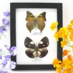 2 wunderschöne echte Schmetterlinge im Rahmen als Wandbild - A-02-h-05