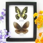 2 wunderschöne echte Schmetterlinge im Rahmen als Wandbild - A-02-h-08