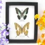 2 wunderschöne echte Schmetterlinge im Rahmen als Wandbild - A-02-h-09