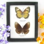 2 wunderschöne echte Schmetterlinge im Rahmen als Wandbild - A-02-h-10