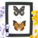 2 wunderschöne echte Schmetterlinge im Rahmen als Wandbild - A-02-h-13