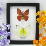 2 wunderschöne echte Schmetterlinge im Rahmen als Wandbild - A-02-h-18