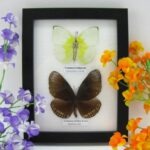 2 wunderschöne echte Schmetterlinge im Rahmen als Wandbild - A-02-h-21