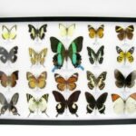 20 wunderschöne echte Schmetterlinge im schwarzen Rahmen als Wandbild - A-01-blumei-01