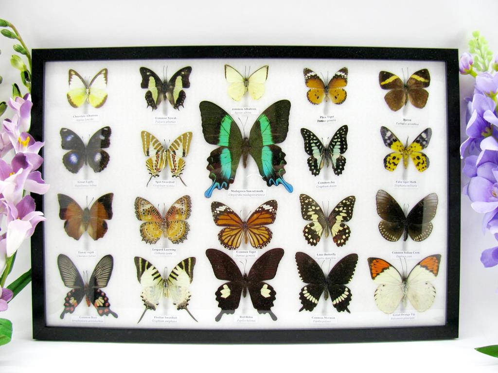20 wunderschöne, tropische und natürlich echte Schmetterlinge aus nachhaltiger Zucht im XXL Schaukasten a-20-blumei-01-a