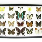 20 wunderschöne echte Schmetterlinge im schwarzen Rahmen als Wandbild - A-01-blumei-02