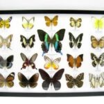 20 wunderschöne echte Schmetterlinge im schwarzen Rahmen als Wandbild - A-20-blumei-03