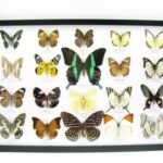 20 wunderschöne echte Schmetterlinge im schwarzen Rahmen als Wandbild - A-20-blumei-04