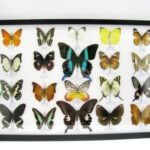 20 wunderschöne echte Schmetterlinge im schwarzen Rahmen als Wandbild - A-01-blumei-05