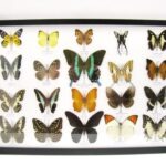 20 wunderschöne echte Schmetterlinge im schwarzen Rahmen als Wandbild - A-20-blumei-06