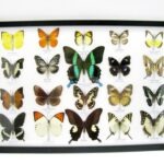 20 wunderschöne echte Schmetterlinge im schwarzen Rahmen als Wandbild - A-01-blumei-08