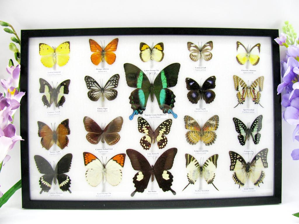 20 wunderschöne, tropische und natürlich echte Schmetterlinge aus nachhaltiger Zucht im XXL Schaukasten a-20-blumei-08-a