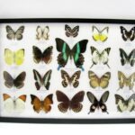 20 wunderschöne echte Schmetterlinge im schwarzen Rahmen als Wandbild - A-20-blumei-09