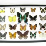 20 wunderschöne echte Schmetterlinge im schwarzen Rahmen als Wandbild - A-20-blumei-10