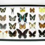 20 wunderschöne echte Schmetterlinge im schwarzen Rahmen als Wandbild - A-20-blumei-11