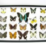 20 wunderschöne echte Schmetterlinge im schwarzen Rahmen als Wandbild - A-01-blumei-12