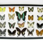 20 wunderschöne echte Schmetterlinge im schwarzen Rahmen als Wandbild - A-01-blumei-13