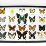 20 wunderschöne echte Schmetterlinge im schwarzen Rahmen als Wandbild - A-01-blumei-14