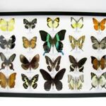 20 wunderschöne echte Schmetterlinge im schwarzen Rahmen als Wandbild - A-20-blumei-15