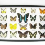 20 wunderschöne echte Schmetterlinge im schwarzen Rahmen als Wandbild - A-20-blumei-16