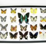 20 wunderschöne echte Schmetterlinge im schwarzen Rahmen als Wandbild - A-01-blumei-17