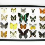 20 wunderschöne echte Schmetterlinge im schwarzen Rahmen als Wandbild - A-20-blumei-18