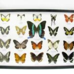 20 wunderschöne echte Schmetterlinge im schwarzen Rahmen als Wandbild - A-20-blumei-19