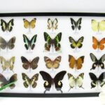 20 wunderschöne echte Schmetterlinge im schwarzen Rahmen als Wandbild - A-20-madam-02