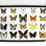 20 wunderschöne echte Schmetterlinge im schwarzen Rahmen als Wandbild - A-20-madam-03