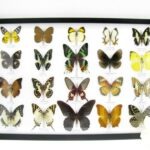20 wunderschöne echte Schmetterlinge im schwarzen Rahmen als Wandbild - A-20-madam-05