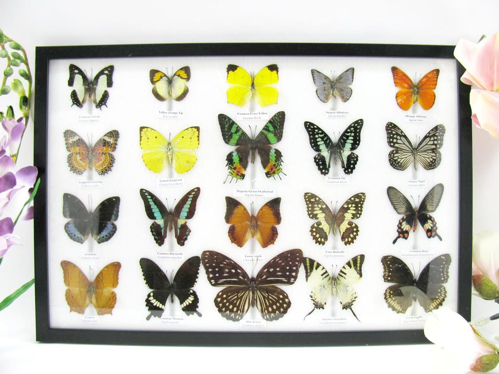 20 wunderschöne, tropische und natürlich echte Schmetterlinge aus nachhaltiger Zucht im XXL Schaukasten a-20-madam-06-a