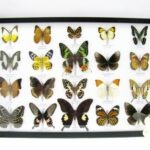 20 wunderschöne echte Schmetterlinge im schwarzen Rahmen als Wandbild - A-20-madam-07