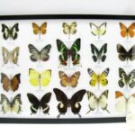 20 wunderschöne echte Schmetterlinge im schwarzen Rahmen als Wandbild - A-20-madam-08