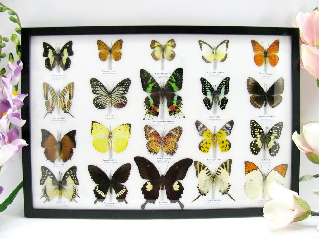 20 wunderschöne, tropische und natürlich echte Schmetterlinge aus nachhaltiger Zucht im XXL Schaukasten a-20-madam-08-a