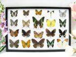 20 wunderschöne echte Schmetterlinge im schwarzen Rahmen als Wandbild - A-20-madam-09