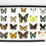 20 wunderschöne echte Schmetterlinge im schwarzen Rahmen als Wandbild - A-20-madam-09