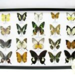 20 wunderschöne echte Schmetterlinge im schwarzen Rahmen als Wandbild - A-20-madam-10