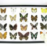 20 wunderschöne echte Schmetterlinge im schwarzen Rahmen als Wandbild - A-20-madam-11