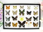 20 wunderschöne echte Schmetterlinge im schwarzen Rahmen als Wandbild - A-20-madam-12