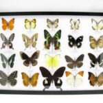 20 wunderschöne echte Schmetterlinge im schwarzen Rahmen als Wandbild - A-20-madam-12