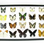 20 wunderschöne echte Schmetterlinge im schwarzen Rahmen als Wandbild - A-20-madam-13