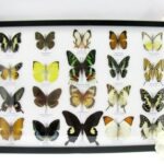 20 wunderschöne echte Schmetterlinge im schwarzen Rahmen als Wandbild - A-20-madam-14